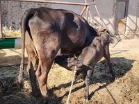 母牛, Swedish red cattle — 照片 3