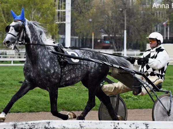 حصان, Orlov Trotter