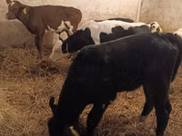 सांड, Simmental cattle — फ़ोटो 8