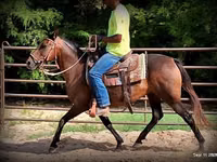 Stute, Quarter Horse — Foto 8