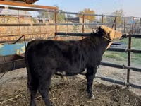 Bull, Simmental cattle — photo 7