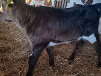 Kuh, Russian Black pied cattle — Foto 5