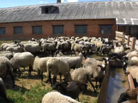 母羊, Romanov sheep — 照片 2