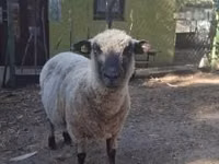 Widder, Shroshire sheep — Foto 1