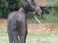 حصان, Priob horse — الصورة 3