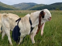 公山羊, Gulabi goats — 照片 3