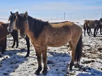 حصان, Mugalzhar horse — الصورة 2