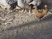 सेब्राइट — फ़ोटो 3
