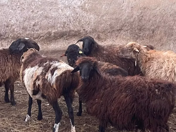 Carnero, Kazakh fat-tailed coarsewool sheep
