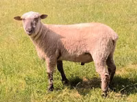 Widder, Shroshire sheep — Foto 2