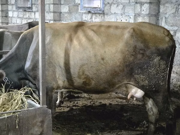 母牛, Cattle
