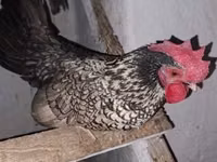Chickens — photo 1