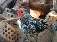 سيبرايت — الصورة 4