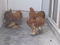 Bantam Pekín — foto 3