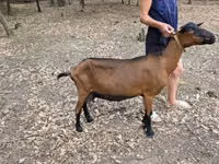 Cabra, Alpine goat — foto 2