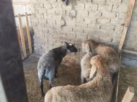 كبش, Rhon sheep — الصورة 7