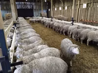 Brebis, Kuibyshev sheep — photo 2