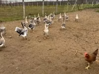 Geese — الصورة 2