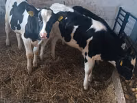 Kuh, Russian Black pied cattle — Foto 2
