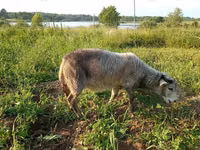 Chèvre, Kejobong goat — photo 4