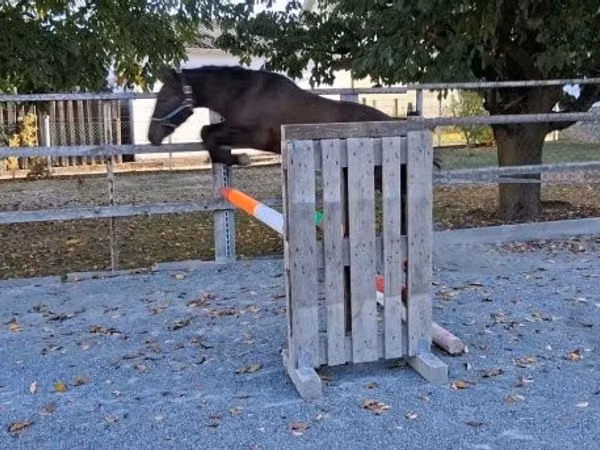 公马, Horses