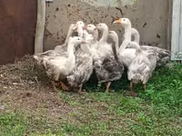 लिंडा — फ़ोटो 2