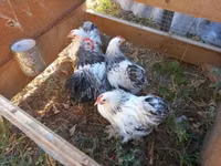 Pékin Bantam — photo 1