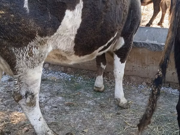 Vache, Simmental cattle