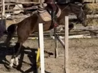 Caballo, Hungarian horse breed — foto 1