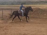 घोड़ी, National Show Horse — फ़ोटो 4