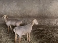 भेड़, Hissar sheep — फ़ोटो 2