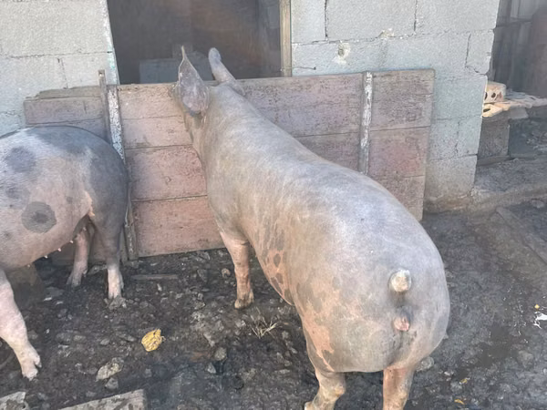 公猪, Pigs