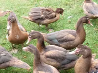 Ducks — الصورة 2