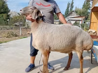 Sheep, Arashan sheep — photo 1