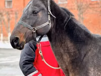 Stute, Akhal-Teke — Foto 1