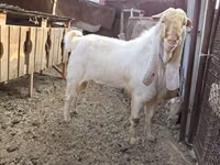 تيس, Gulabi goats — الصورة 3