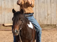 حصان, Pinto horses — الصورة 7