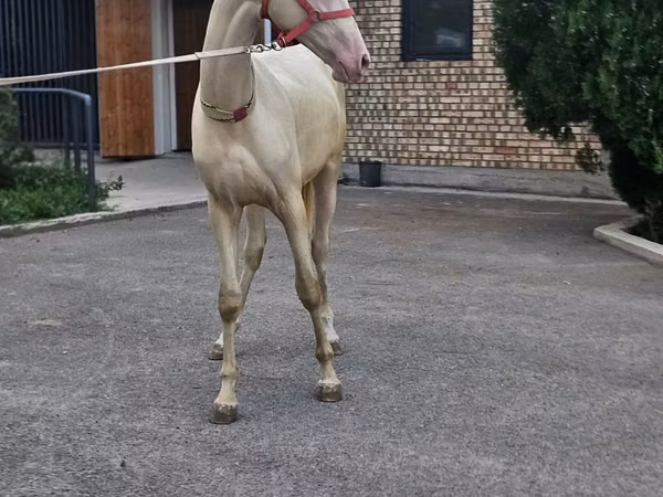 公马, Akhal-Teke