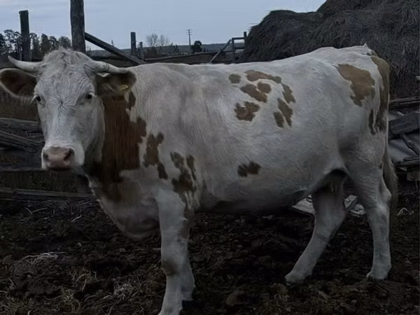 Cow, Simmental cattle
