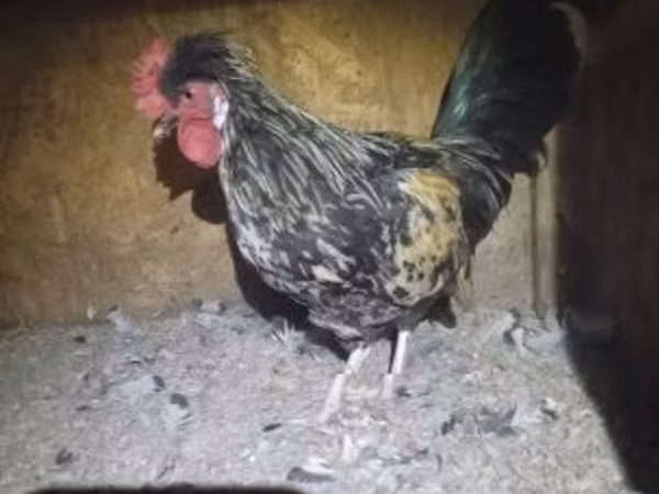 Japanisches Bantam