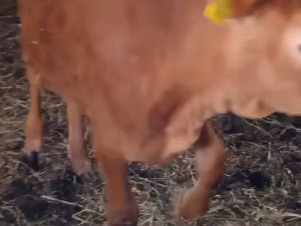 Kuh, Limousin-Kuh