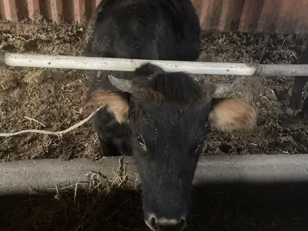 Vache, Bovins