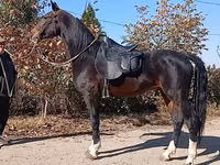 公马, French Trotter — 照片 6