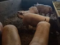 Boar, Pigs — photo 2