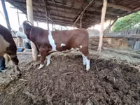 ثور, Simmental cattle — الصورة 1
