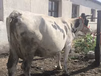 Vaca, Russian Black pied cattle — foto 2