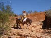 公马, Pinto horses — 照片 4