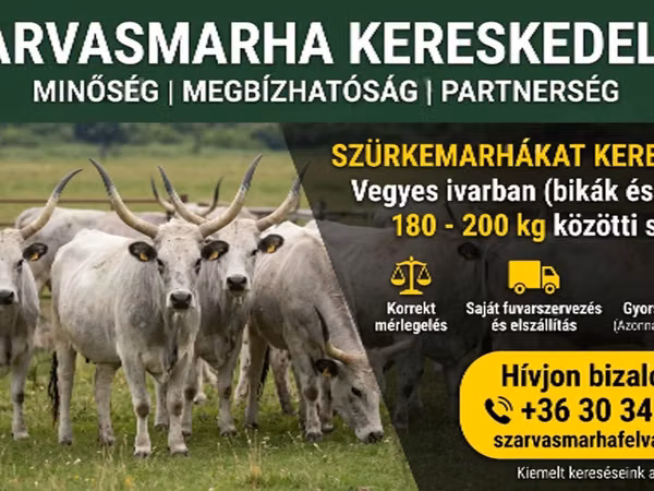 牛只（批次，未指定性别）, Ukrainian grey cattle