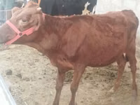 Vache, Red Estonian cattle — photo 3