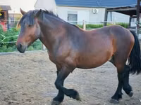 घोड़ा, Međimurje horse — फ़ोटो 3